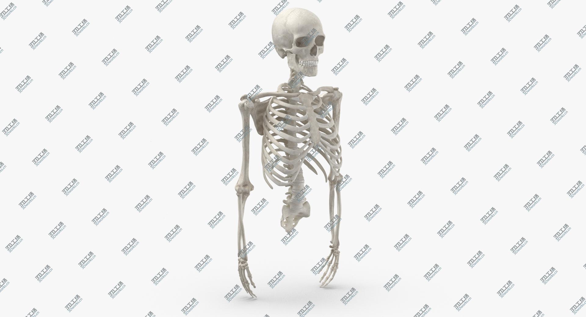images/goods_img/202104021/3D Real Human Rib Cage Spine Male Skull Calvicle Scapula and Arms Bones Anatomy With Disks White/2.jpg